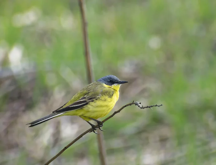 Wagtail, yellow - My, The nature of Russia, Nature, Photo hunting, Wagtail, Birds, beauty of nature, Ornithology, Yellow, Hobby, The photo, Summer