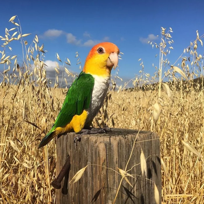 bright speck - The photo, Birds, A parrot, Field, Pillar