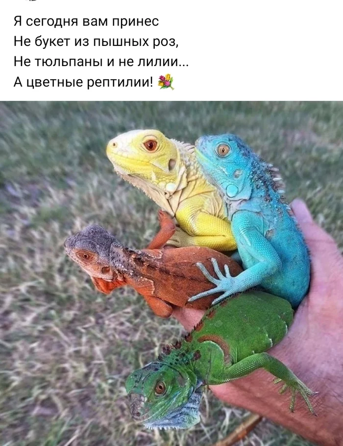 Reptiles)) - In contact with, Iguana, Lizard, Humor, Picture with text