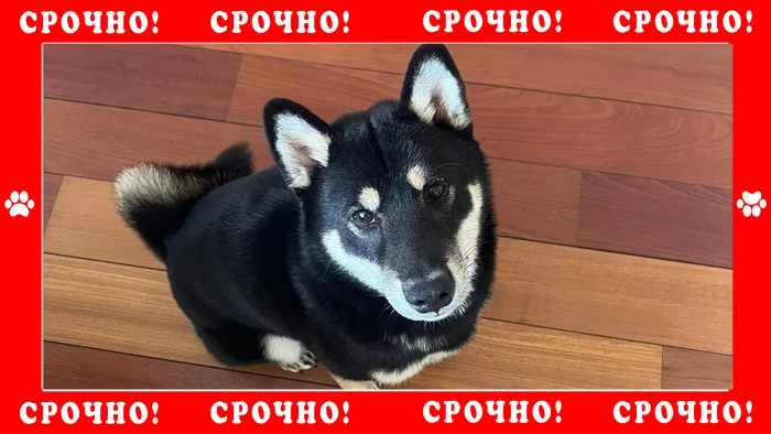 Shiba Inu disappeared in the Stupinsky district - My, The dog is missing, Shiba Inu, Longpost, Dog, Stupino district, No rating