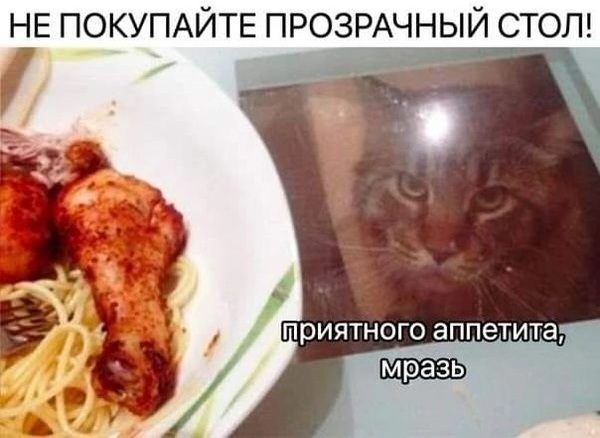 Top tip for all cat lovers - Humor, cat, Transparency, Table, Hunger, Picture with text, Repeat