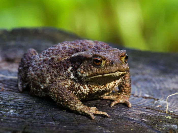 Wednesday - My, Nature, The nature of Russia, wildlife, Toad, It Is Wednesday My Dudes