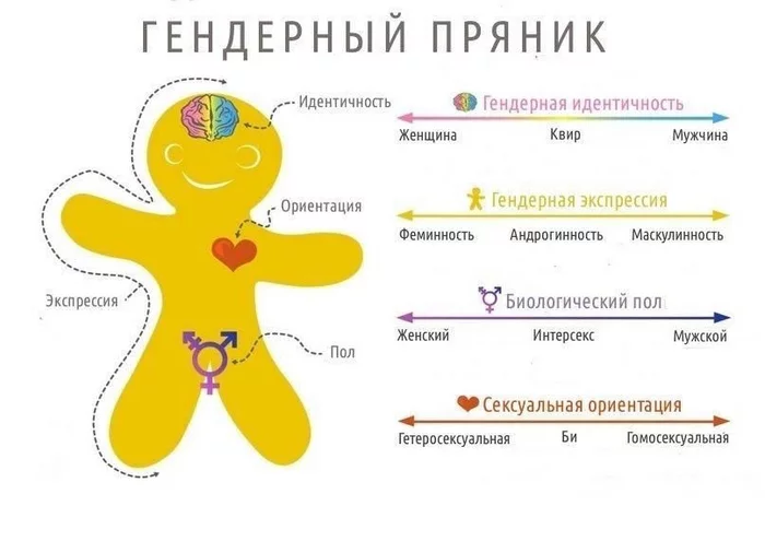 Gender Gingerbread - Education, LGBT, USA, Gender