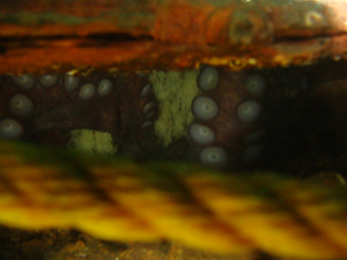 Достать Кракена Морские обитатели, Сиэтл, Дайвинг, Приключения, Охота, Длиннопост