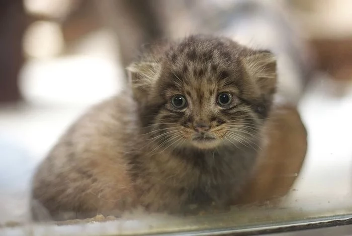 micro-manulyah - Pallas' cat, cat, Kittens, Small cats, Milota