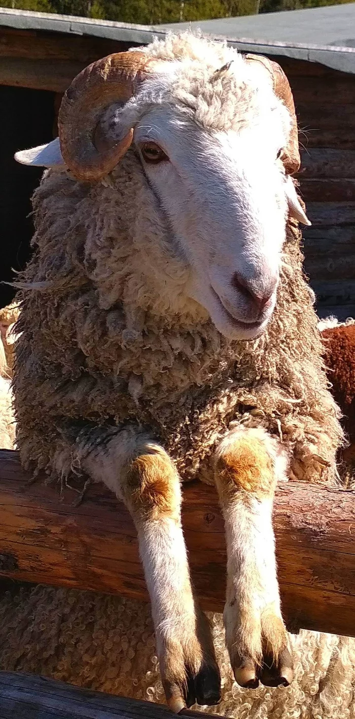 Milash posing - My, The photo, Sheeps, Ethnopark Nomad