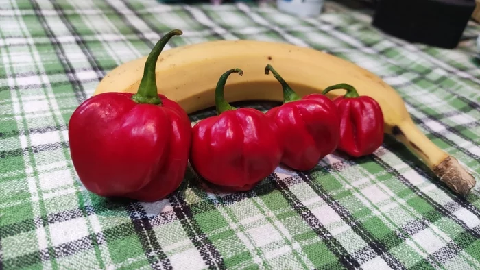 Дегустация Habanero Giant Red - Моё, Острый перец, Хабанеро, Дегустация