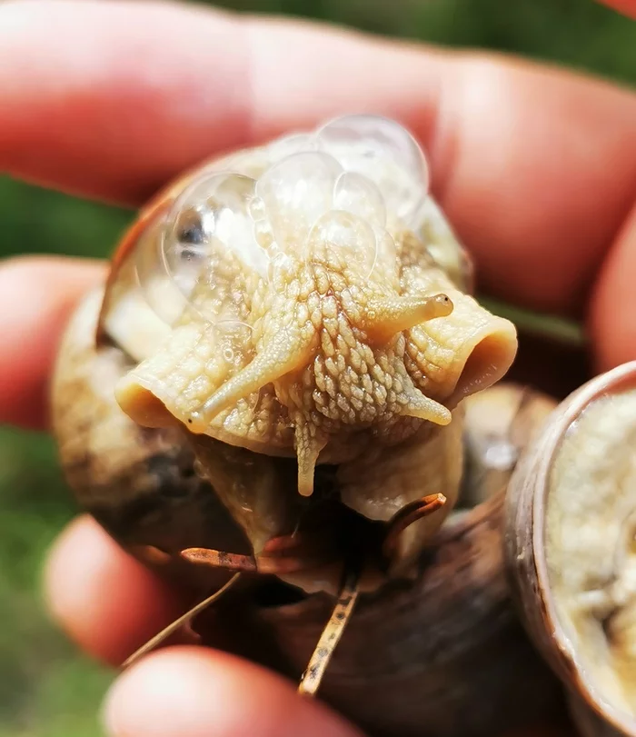 Sociable Julit - My, Mobile photography, Snail, wildlife, Huawei P30 PRO