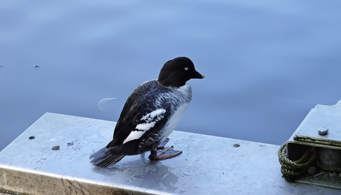 В зоопарке Роттердама