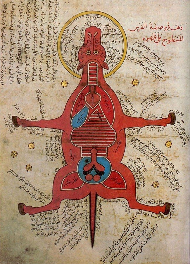 Анатомия коня. Египетский манускрипт XIV в Анатомия, Лошади, Манускрипт, Забавное, Египет