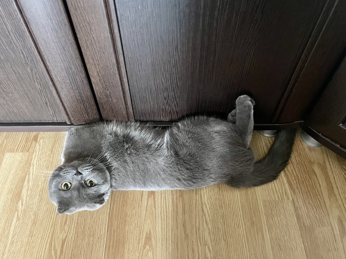 Кошка Эшера