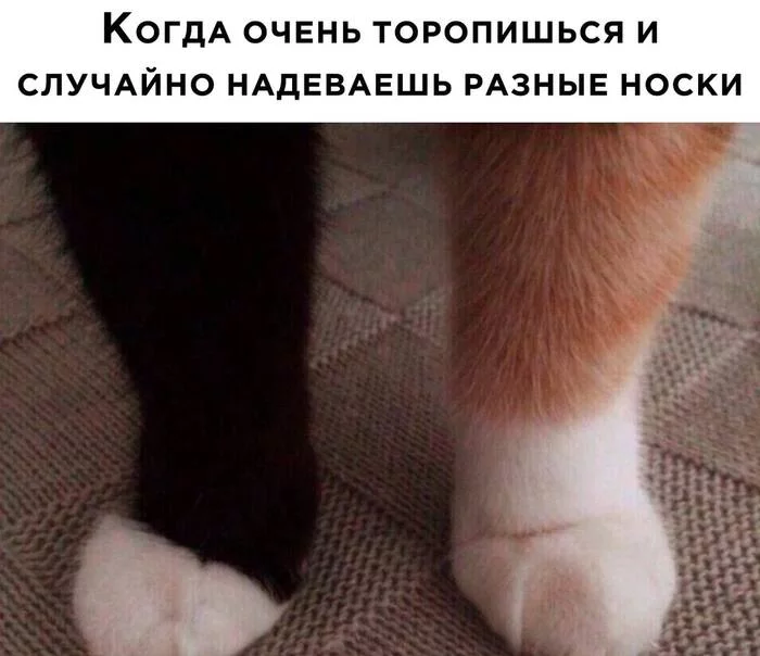  / Humor, Memes, Picture with text, cat