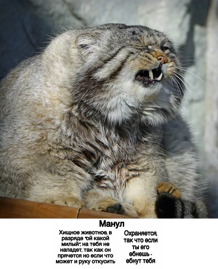 memo - Pallas' cat, Pet the cat, Picture with text, Cat family, Wild animals, Small cats, Memo, Mat, Predatory animals