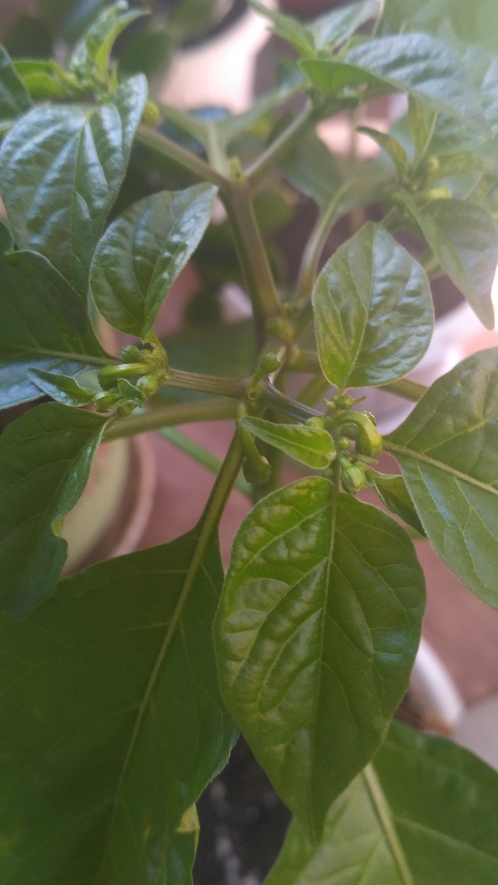 Лишнее отщипнуть?