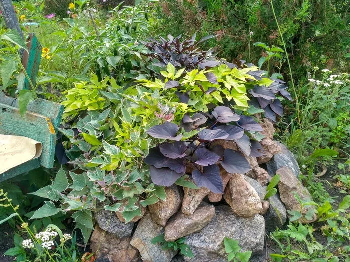 Decorative sweet potatoes - My, Plants, Bloom, The photo, Sweet potato, Longpost