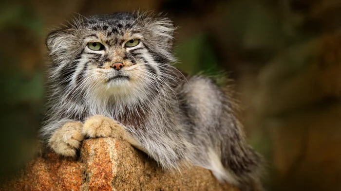 I am king - Pet the cat, Pallas' cat, The photo, Small cats, Cat family