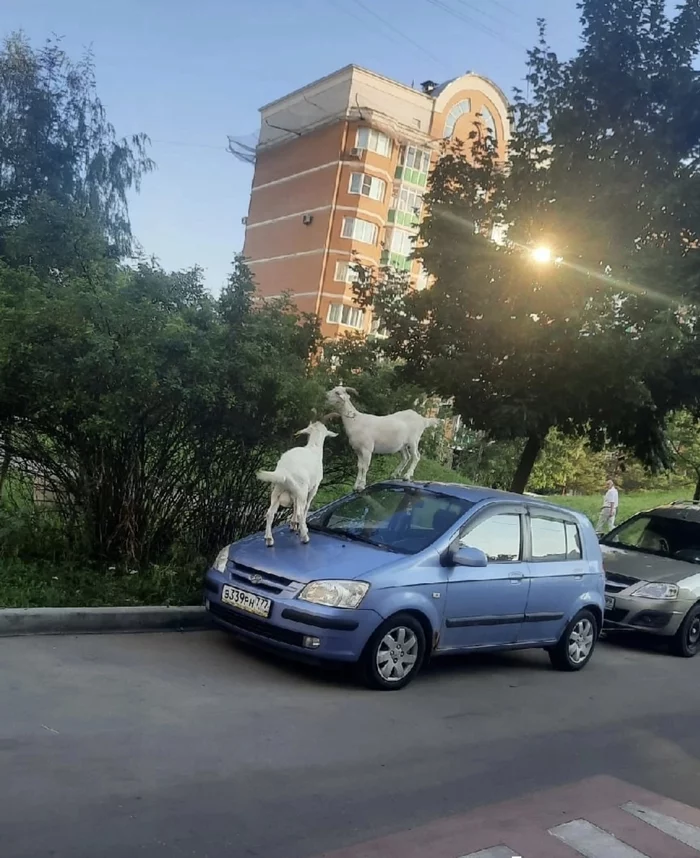 Evenings on a farm near Butovo - Butovo, Moscow, Goat, Auto, Negative, In contact with