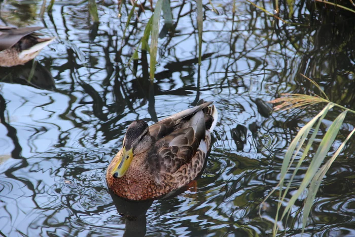 ducks - My, The photo, Nature, Russia, The nature of Russia, beauty of nature, Duck, Birds, Summer, Utkina backwater, Backwater, Wild animals, Ornithology, Biology, Animals, Float