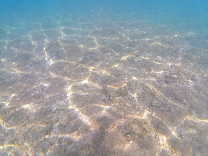 Some underwater photos from Croatia - My, Croatia, Adriatic Sea, A fish, Underwater photography, Snorkeling, Longpost