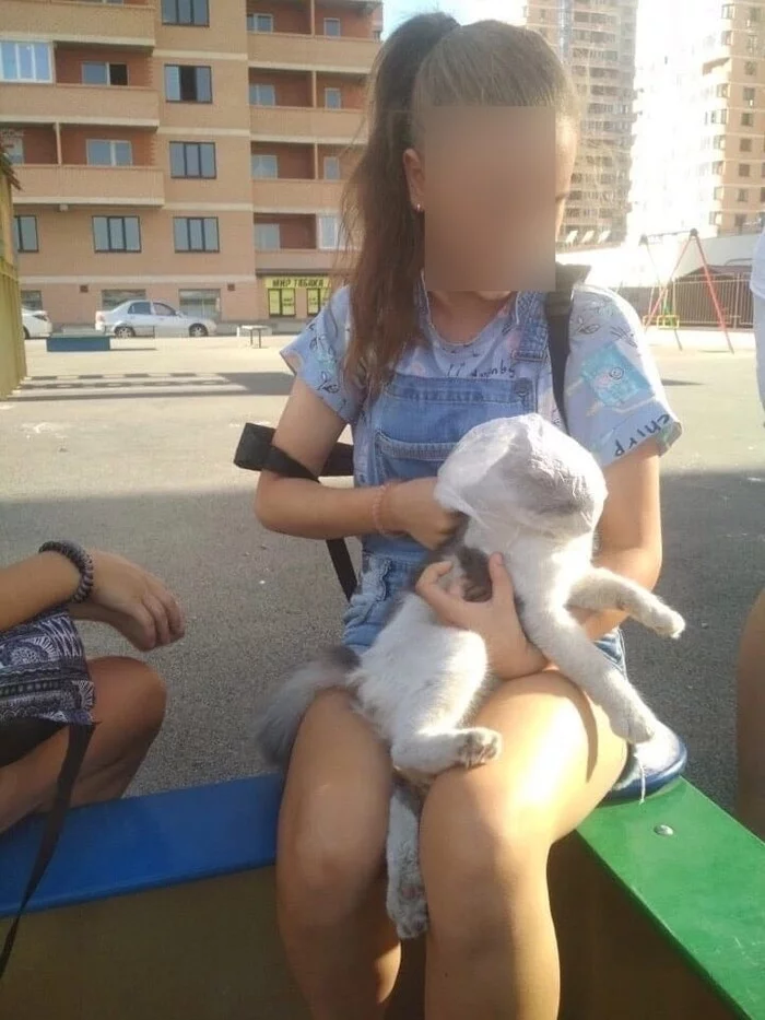 Teenagers strangled a cat with a bag - My, Flailing, cat, Animal protection, Rostov-on-Don, Teenagers, Longpost, Negative