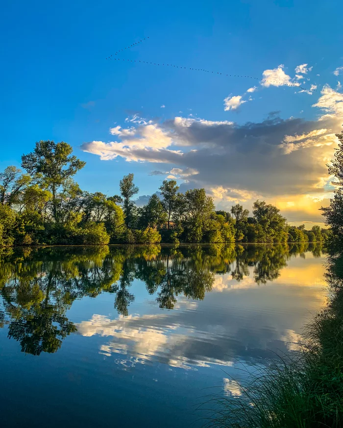 Вечерний клин - Моё, Птицы, Закат, Мобильная фотография, Перелет, Река, Небо, Отражение, Дерево, Красота природы, Сибирь, Обалка