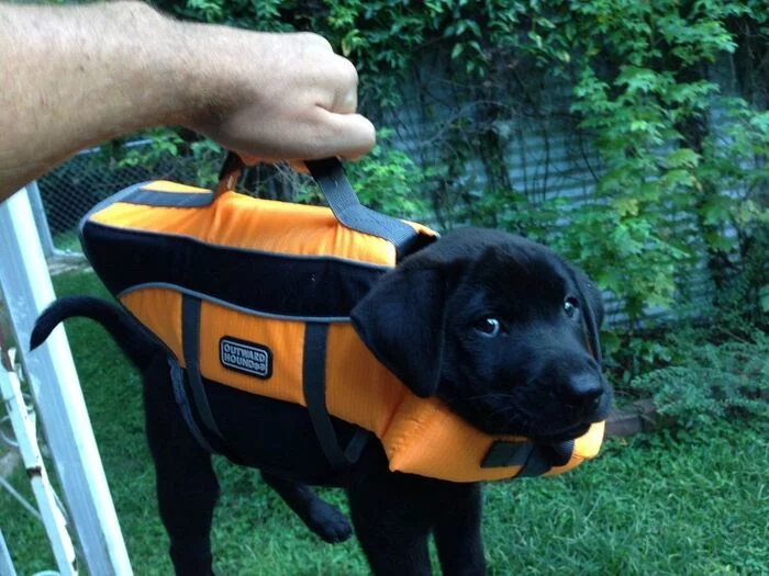 Portable version - Dog, Puppies, Carrying, Milota, Life jacket