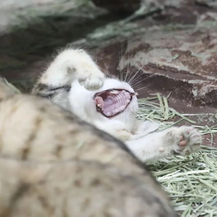 Spatushki - Sand cat, Small cats, Cat family, Predatory animals, Mammals, Animals, Wild animals, Zoo, The photo, Dream, Yawn, Longpost