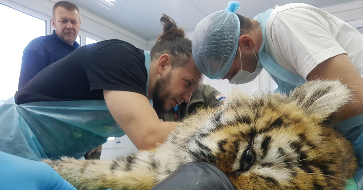 амурский тигр с тигрятами. тигренок в музее. нашли тигренка. в хабаровском крае нашли тигрят. амурская тигрица с тигрятами.