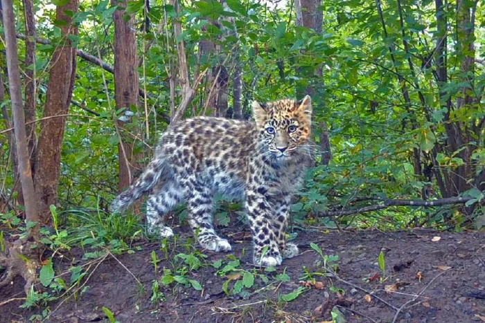 Continuation of the post A leopard cub was rescued in Primorye - Far Eastern leopard, Wild animals, Primorsky Krai, Animal Rescue, Rare view, Leopard, Big cats, Cat family, Predatory animals, Kittens, Young, The passport, Phototrap, Red Book, Species conservation, Video, Reply to post, Longpost