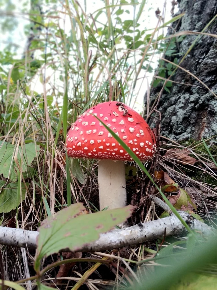 I went for mushrooms ... then the mushrooms went for me ... - My, Mushrooms, Fly agaric, The photo