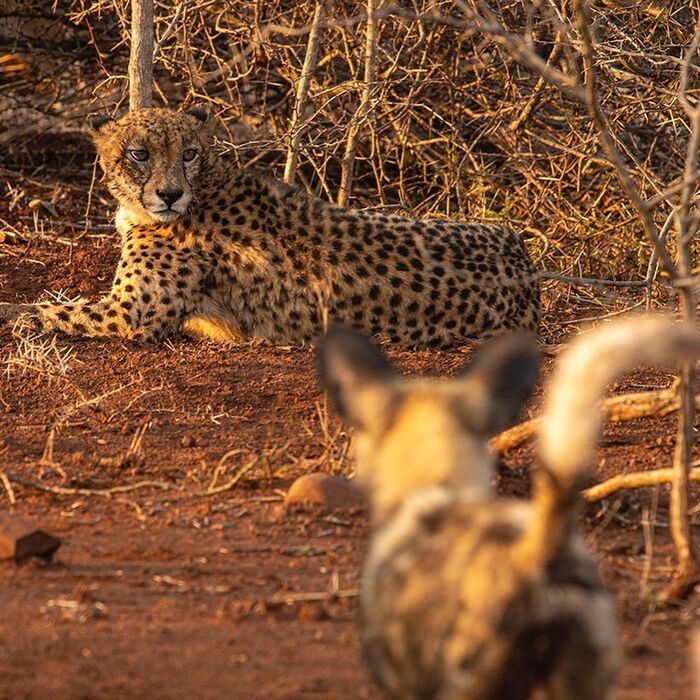 Hassle - Rare view, Cheetah, Small cats, Cat family, Hyena dog, Canines, Predatory animals, Mammals, Animals, Wild animals, wildlife, Nature, Africa, The photo, Repeat, Longpost