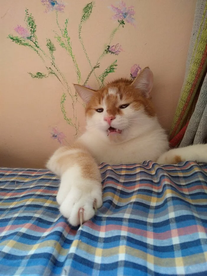 Help, f*cks! - My, cat, Pets, Mobile photography, Mat