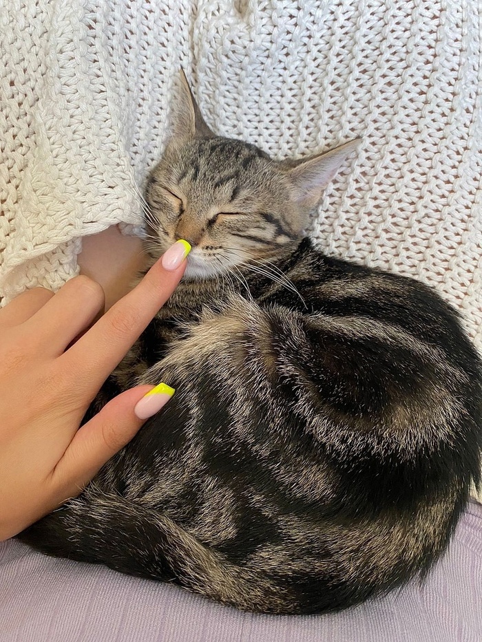 Как стать котом