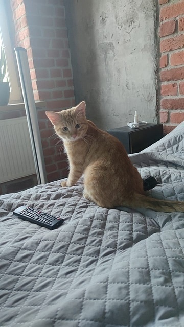 Как стать котом