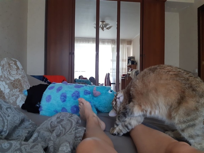 Как стать котом