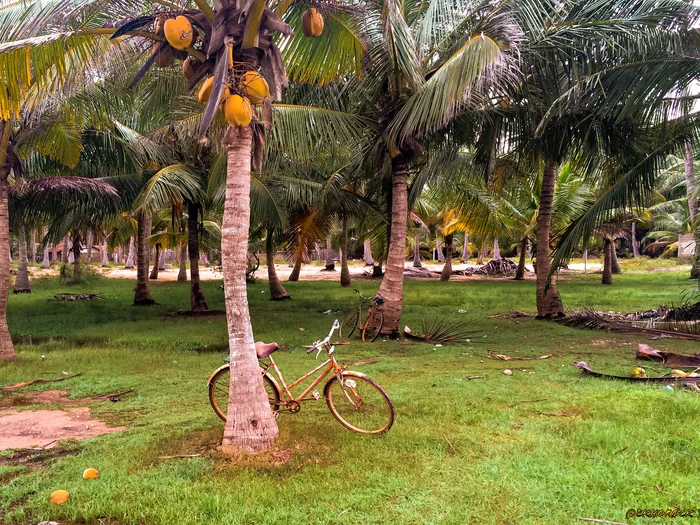 Sri Lankan parking - My, A bike, Palm trees, Parking, Tropics, Nature, Sri Lanka, The photo, Mobile photography