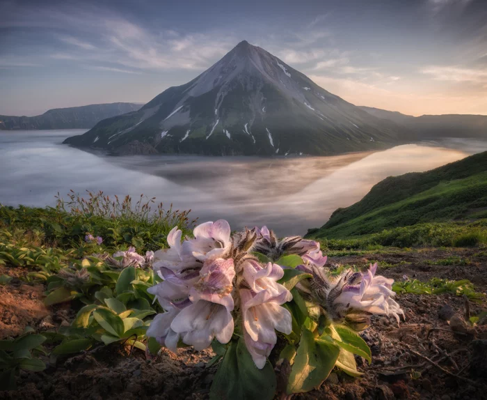 Volcanic tenderness - Travel across Russia, Sakhalin Region, Kurile Islands, Onekotan, Krenitsyn volcano, Flowers, Landscape, Volcano