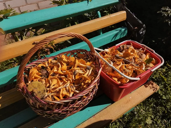 On the wave of mushroom posts - My, Mushrooms, Chanterelles, Macro photography, Forest, Summer, Longpost