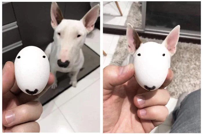 ovoid - Egg, Bull terrier, Dog, Repeat