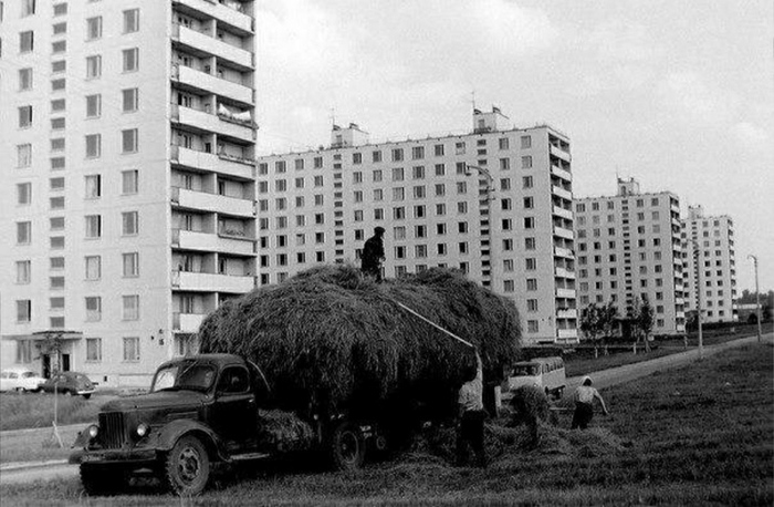Сенокос в Москве на улице Удальцова. 1967 год