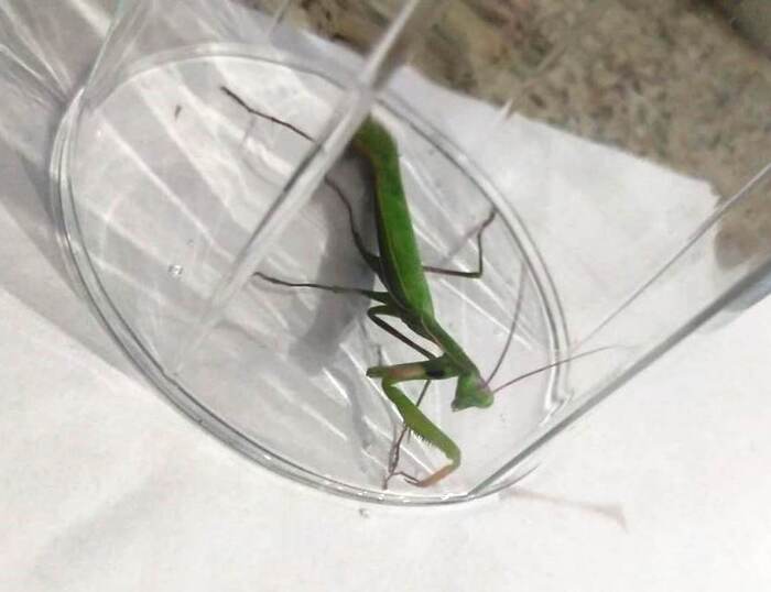 Нашли богомола в квартире Богомол, Насекомые, Сибирь, Загадка