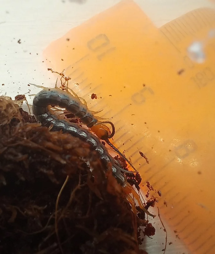 Adult and baby centipede - My, The photo, Pets, Centipede, Scolopendra, Young, Comparison, Insectophobia, Longpost