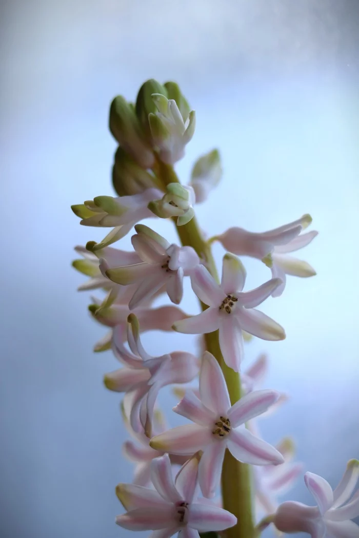 hyacinths - My, Day, The photo, Canon, Hyacinths, Flowers, On the window, Yellow, Pink, Blue, Longpost