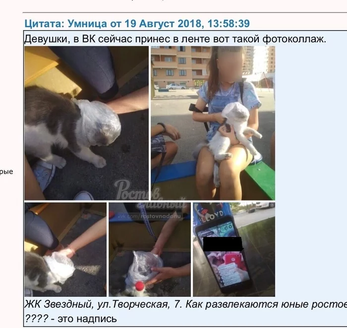 Teenagers strangled a cat with a bag 2 - My, cat, Animal protection, Flailing, Longpost, Teenagers, Negative, Rostov-on-Don, Video, Video VK