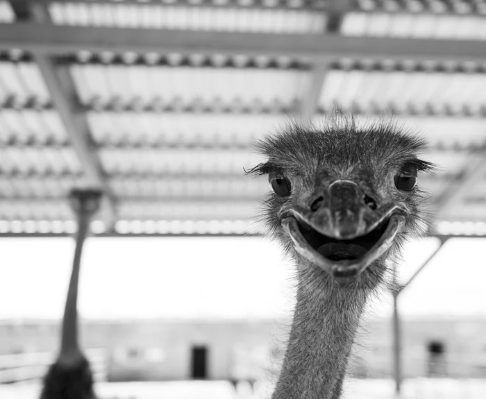 Curious - My, The photo, Black and white, H, Ostrich, Ostrich Farm