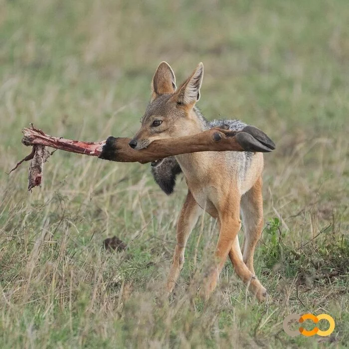 Took a bite - Jackal, Canines, Predatory animals, Mammals, Animals, Wild animals, wildlife, Nature, Reserves and sanctuaries, Masai Mara, Africa, The photo, Mining, Legs