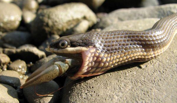The Aktau snake has lunch! Please do not interfere! - Marine life, Animal book, Snake, Water Uzh, Aktau, Kazakhstan, Caspian Sea, Goby, Video, Vertical video, Longpost