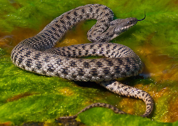 The Aktau snake has lunch! Please do not interfere! - Marine life, Animal book, Snake, Water Uzh, Aktau, Kazakhstan, Caspian Sea, Goby, Video, Vertical video, Longpost