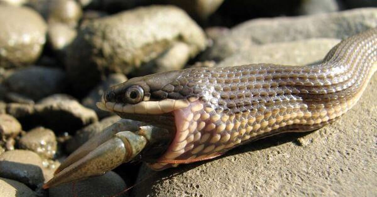 Водяная змея. Водяной уж (Natrix tessellata). Восточная свиноносая змея. Королевский водяной уж. Бычколов змея.