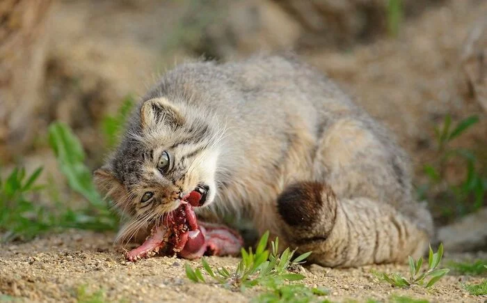 Reply to the post Hey, let's go eat? - Pallas' cat, Pet the cat, Cat family, Small cats, Predatory animals, Fluffy, The photo, Is eating, Reply to post, Repeat